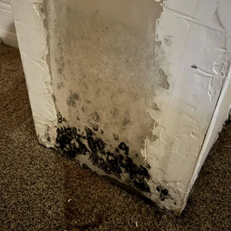Professional Mold Removal in Bayside, CA